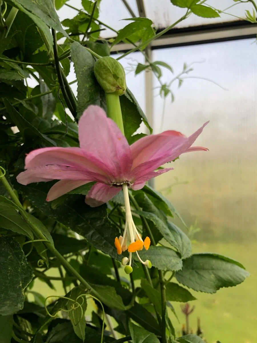 Passiflora mollissima - Image 2