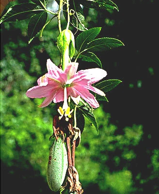 Passiflora mollissima - Image 3