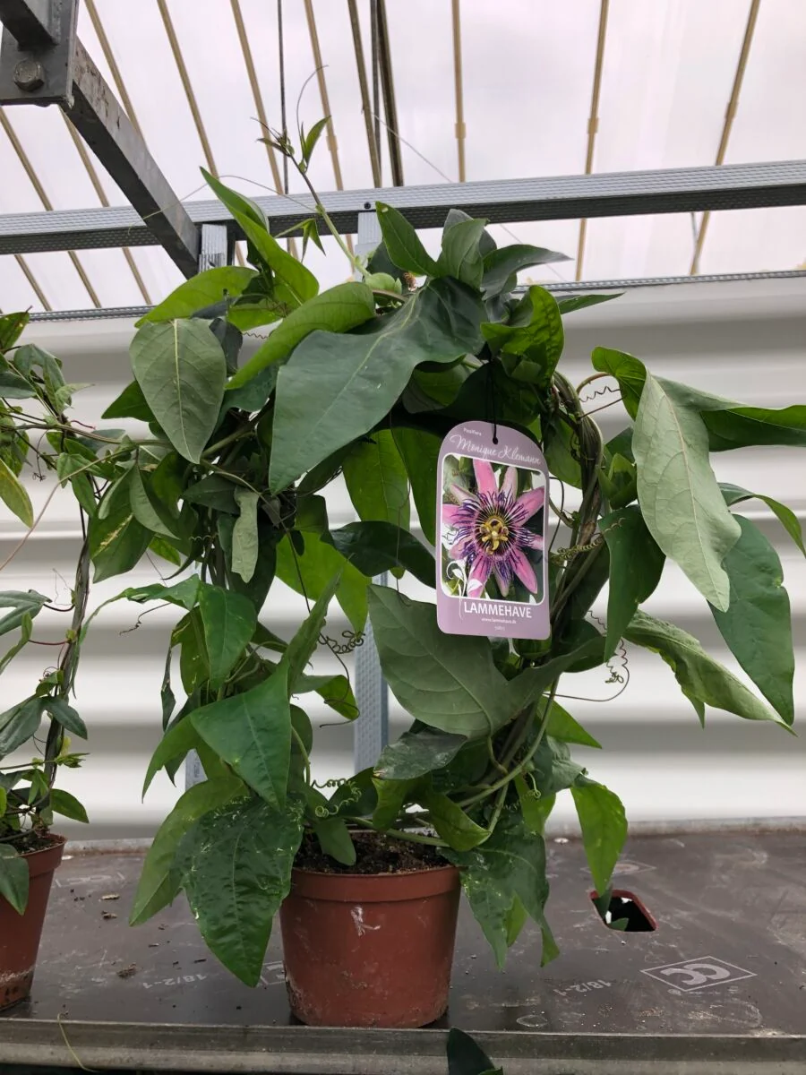 Passiflora 'Monique Klemann' - plante - Image 2