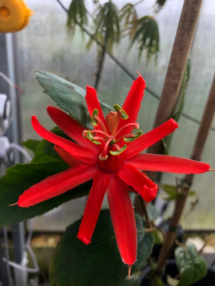 Passiflora 'Piresae' - plante