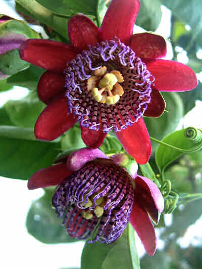 Passiflora quadrangularis