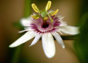 Passiflora Rubra