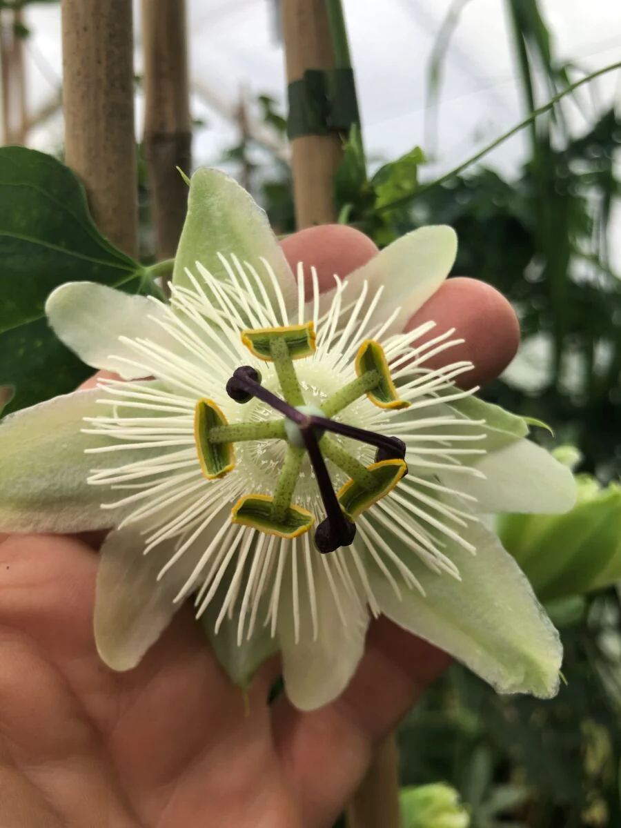 Passiflora 'Snow Queen' - plante - Image 2