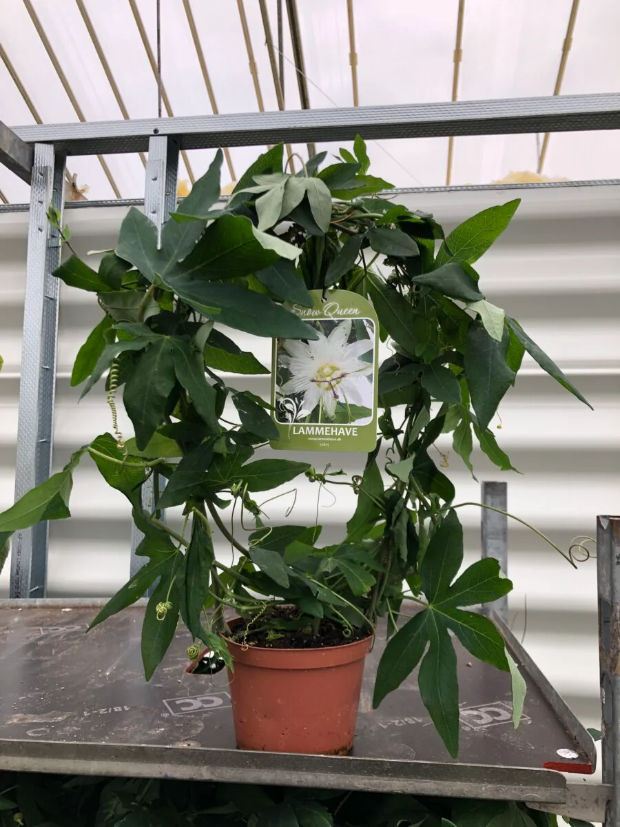 Passiflora 'Snow Queen' - plante - Image 3