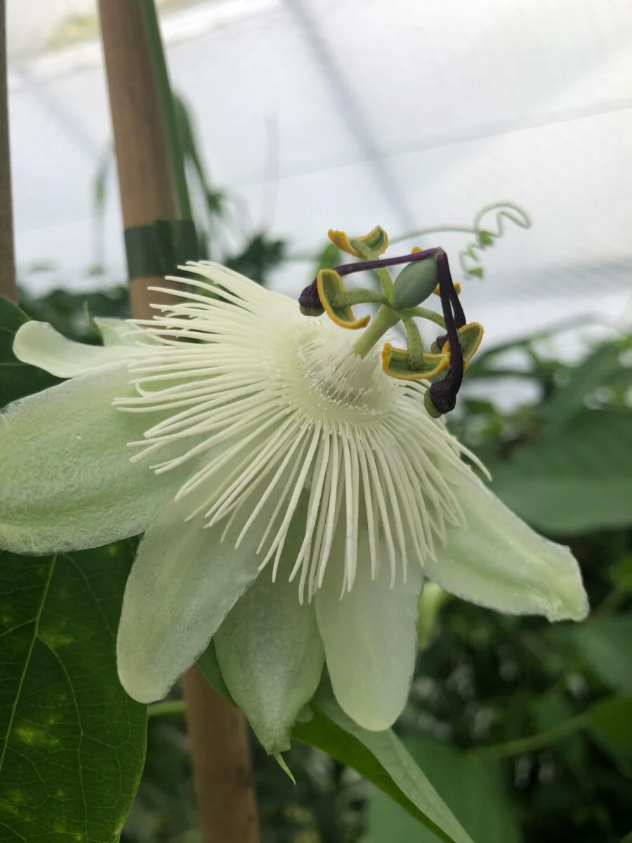 Passiflora 'Snow Queen' - plante - Image 4
