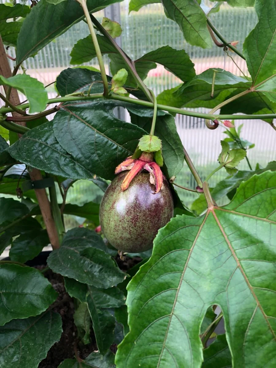 Passionsfrugt - Passiflora edulis - Red Flamingo - Image 5