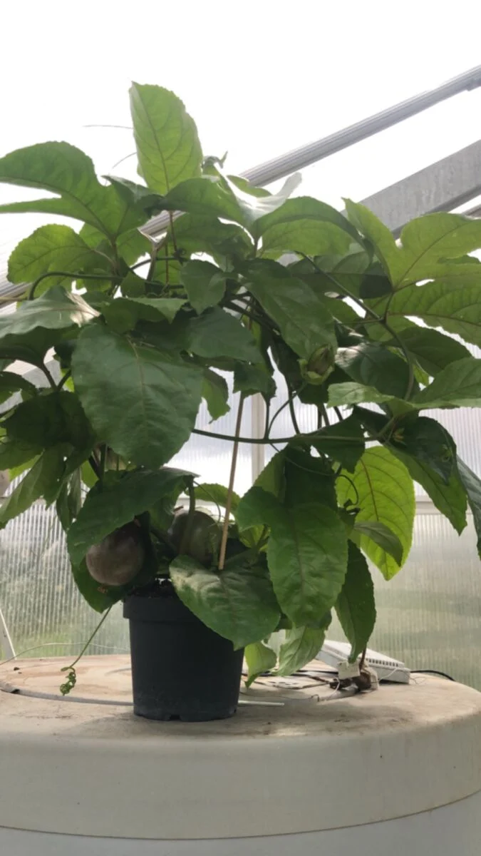 Passionsfrugt - P.edulis 'Colvillii' - plante
