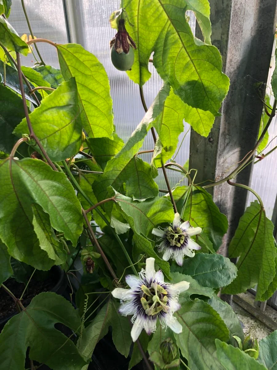 Passionsfrugt - P.edulis 'Colvillii' - plante - Image 5