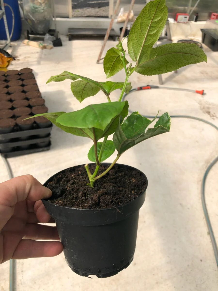 Passionsfrugt - P.edulis 'Colvillii' - plante - Image 7