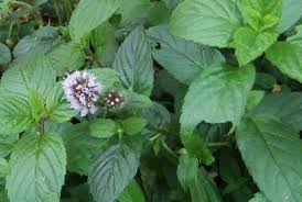 Pebermynte - Mentha piperita