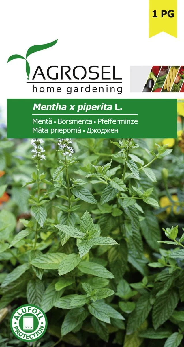 Pebermynte - Mentha piperita L.