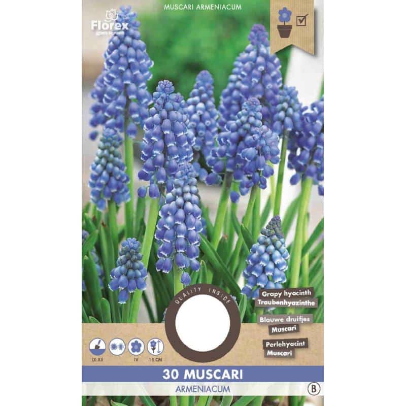Perlehyacint Løg - Muscari Armeniacum