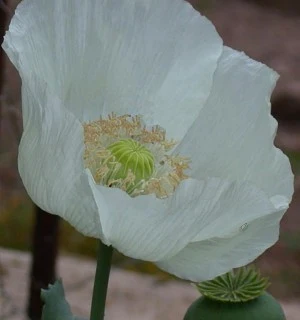 Persian White - Opiumsvalmue