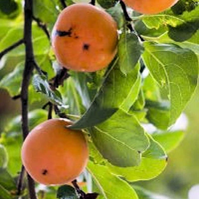 Persimmon - tomat