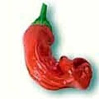 Peter Penis Pepper Rød - C. annuum