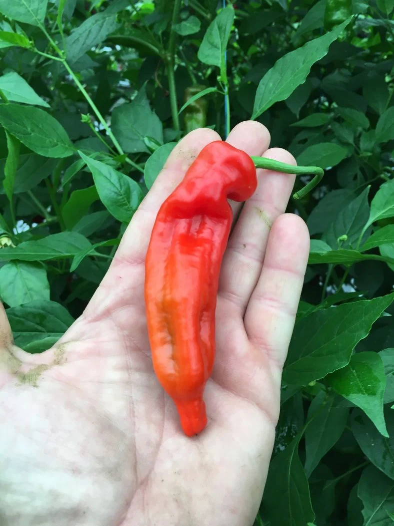 Piment Curry - 100 gram