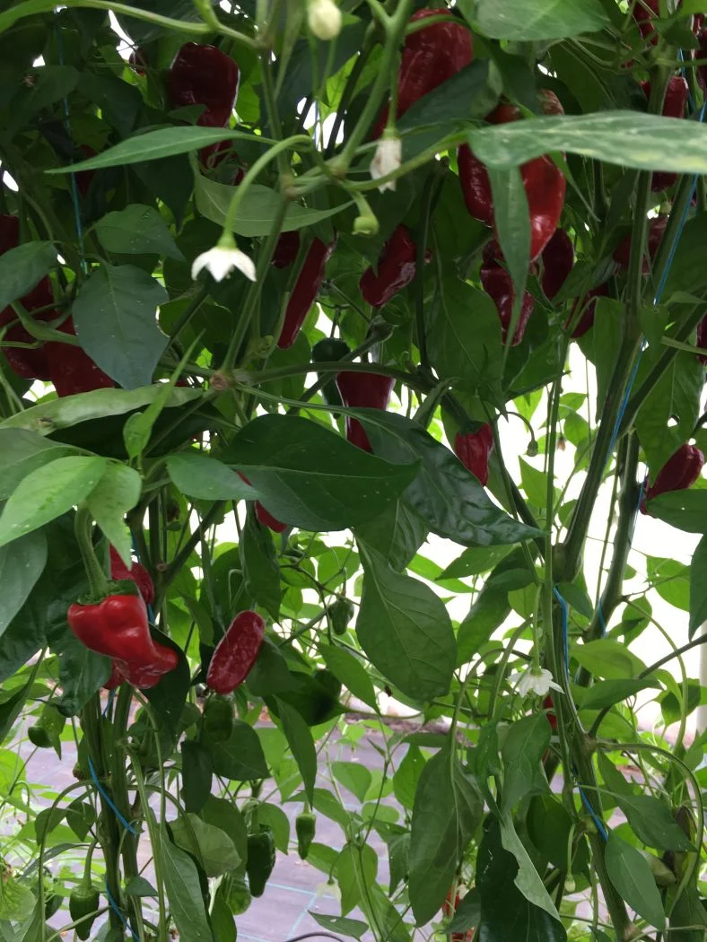 Pimiento de Padron - C. annuum - Image 2