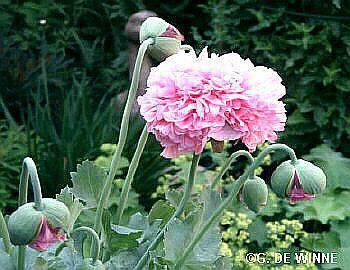 Pæonvalmue Mix - Papaver somniferum - Blandede farver - Image 2