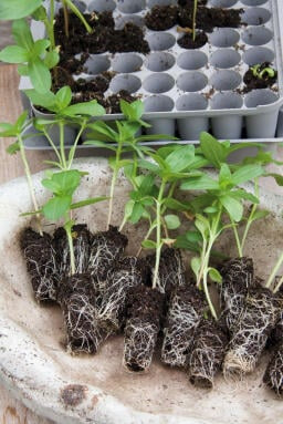 Plantstart Pluggbox - Image 2
