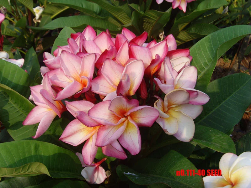 Plumeria - 111