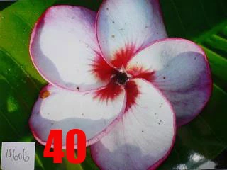 Plumeria - 4606