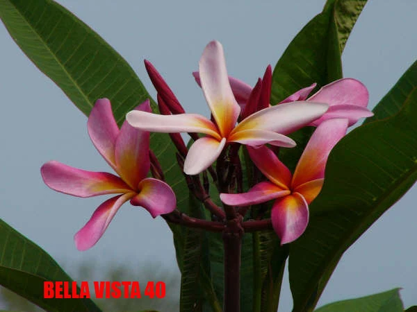 Plumeria - Bella Vista