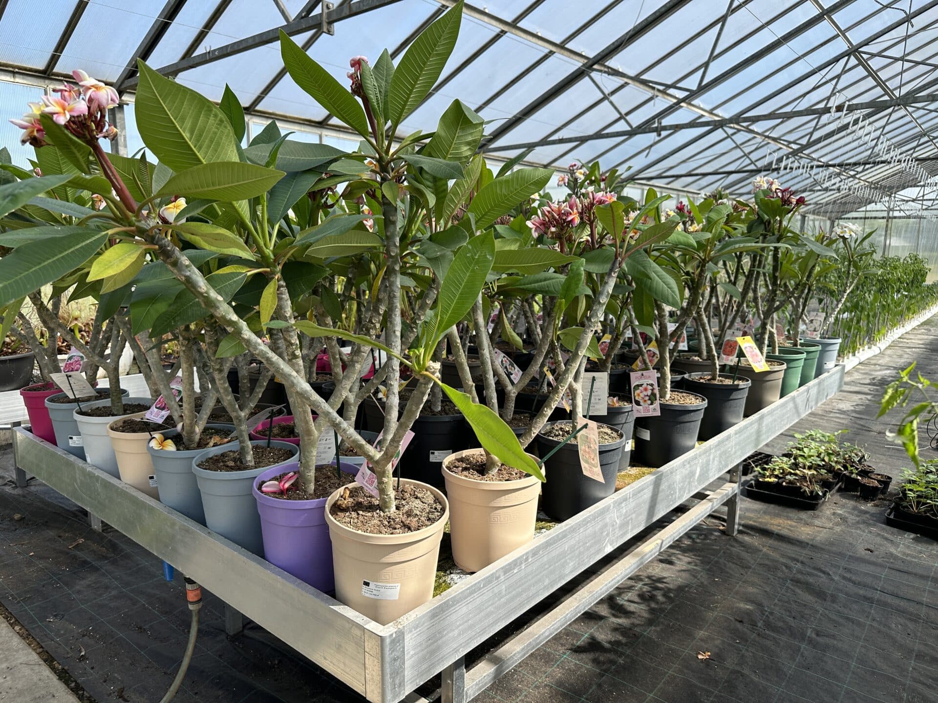 Plumeria - Blizzard - PLANTE! - Image 2