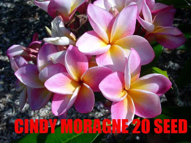 Plumeria - Cindy Moragne
