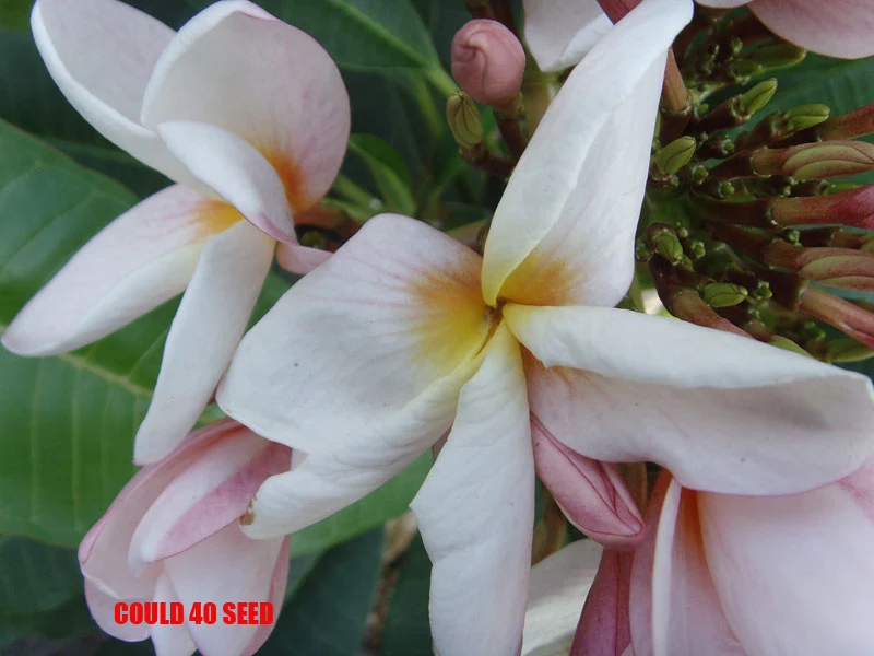 Plumeria - Cloud