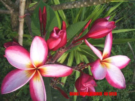 Plumeria - Dang Udon