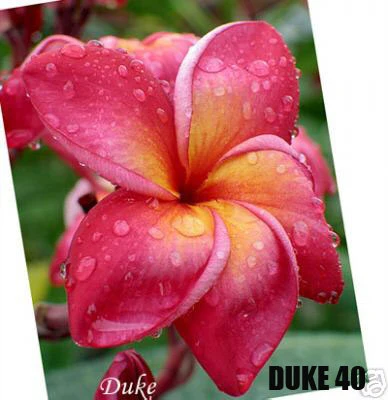 Plumeria - Duke