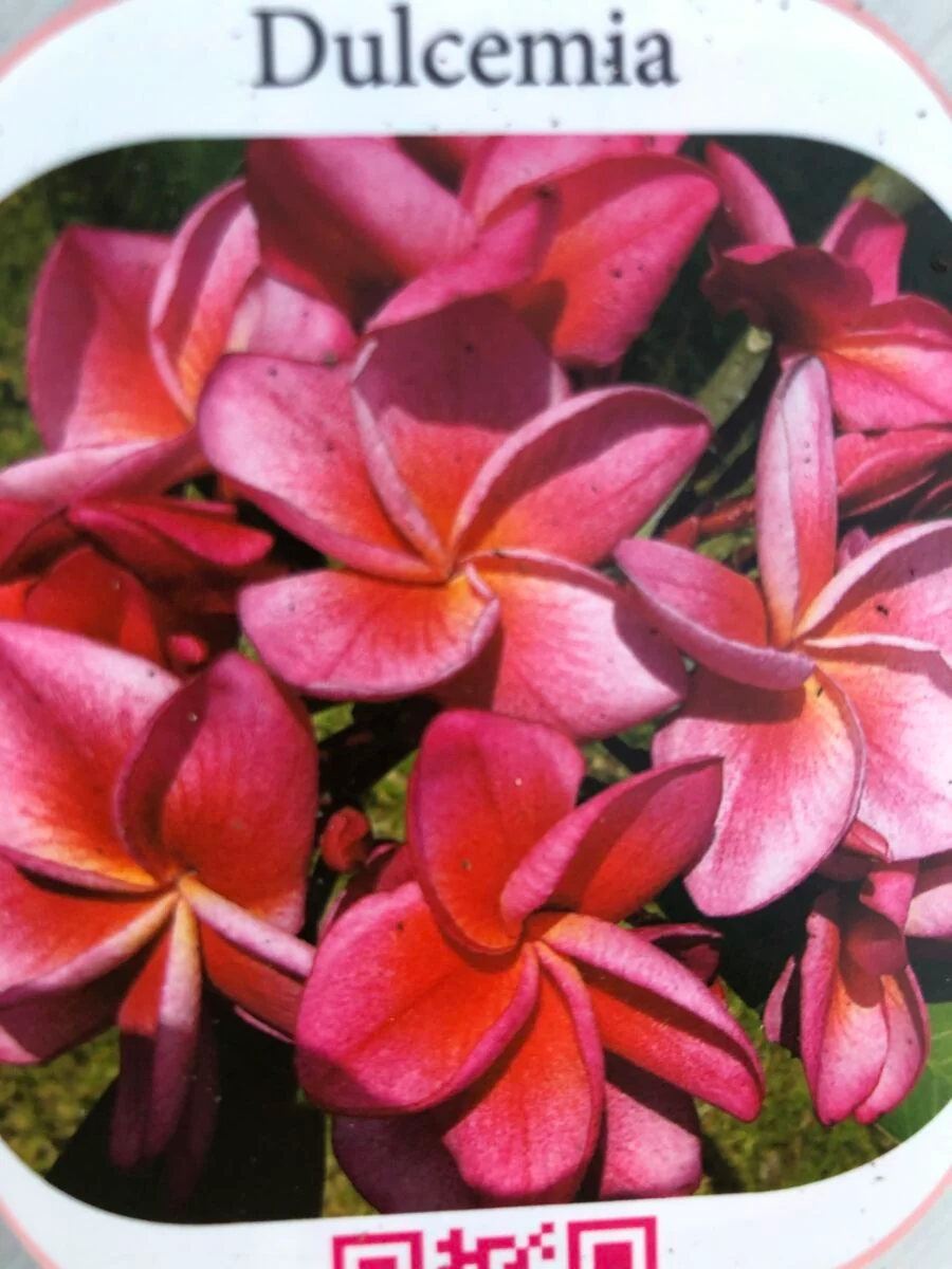 Plumeria - Dulcemia - PLANTE