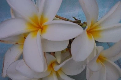 Miniaturebillede 1