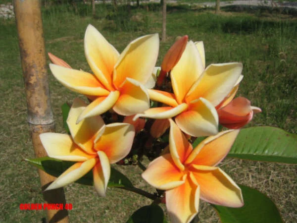 Plumeria - Golden Punch