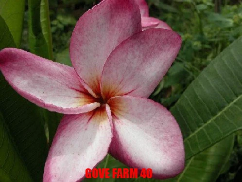 Plumeria - Gove Farm