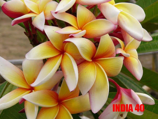 Plumeria - India