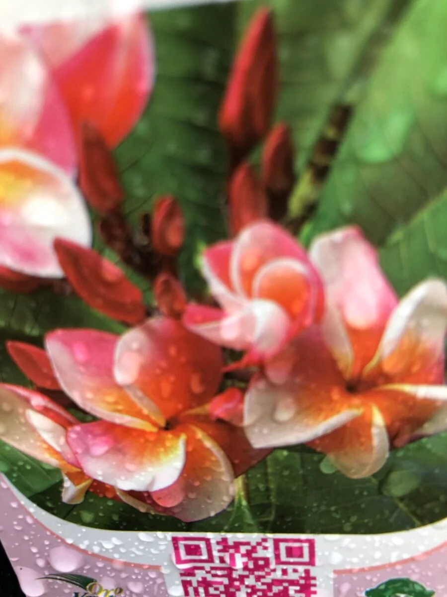 Plumeria - J105 - PLANTE