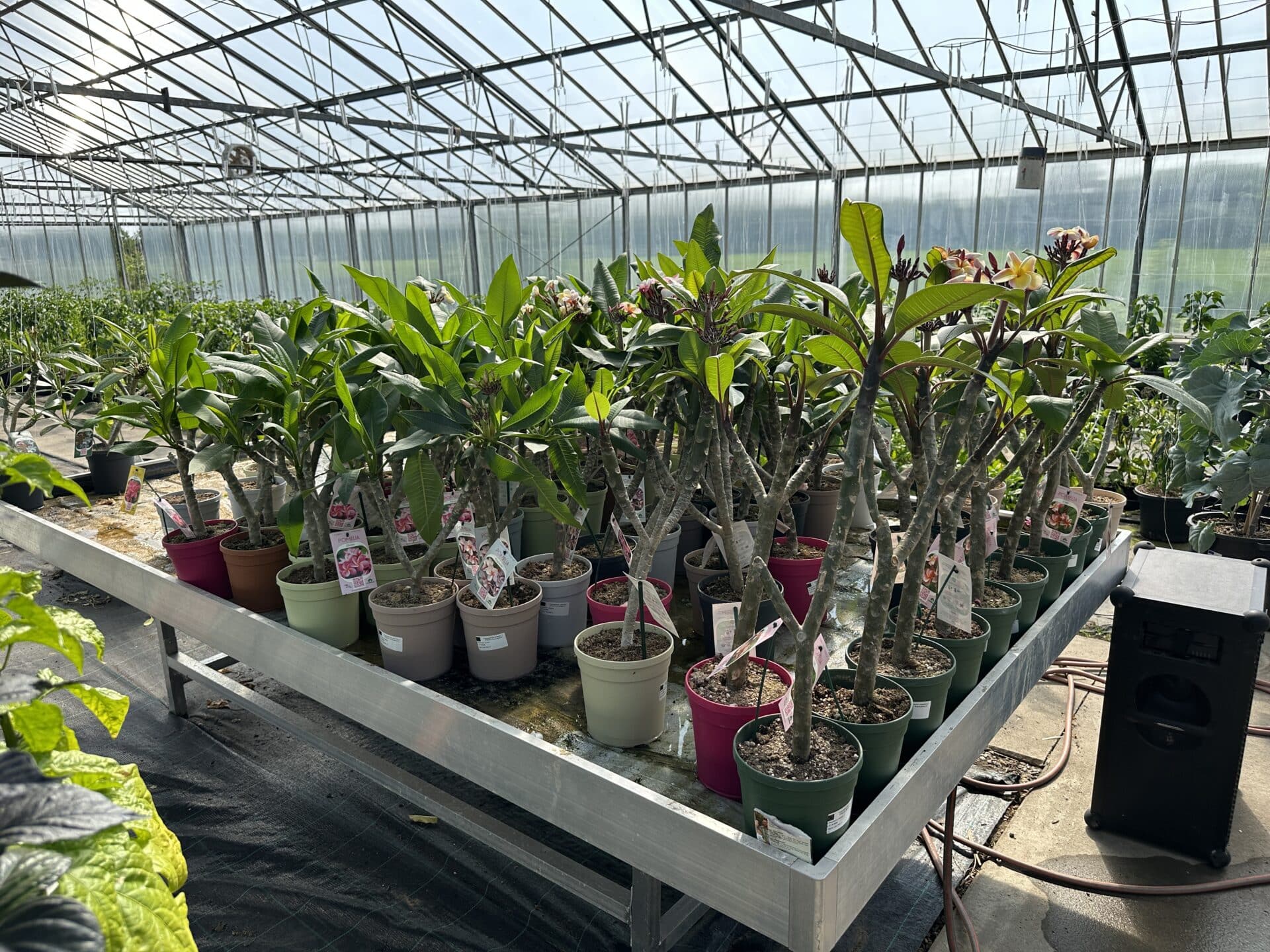 Plumeria - J105 - PLANTE - Image 2