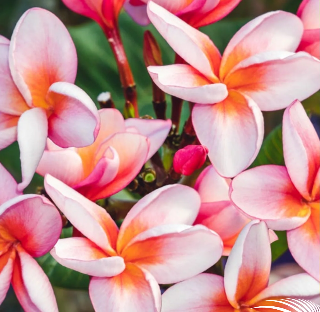 Plumeria - Jubilee - PLANTE
