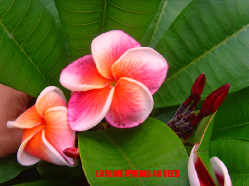 Plumeria - Lurline Hybrid