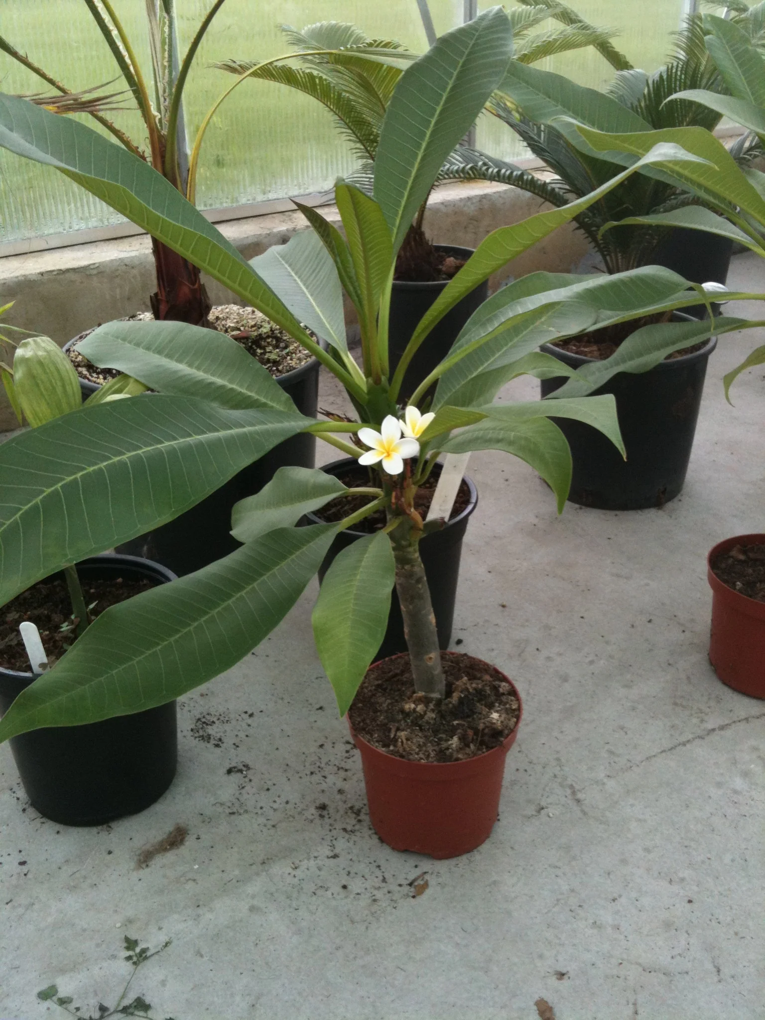Plumeria Obtusa - FRØ