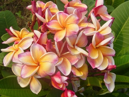 Plumeria -  Orange Kallasin