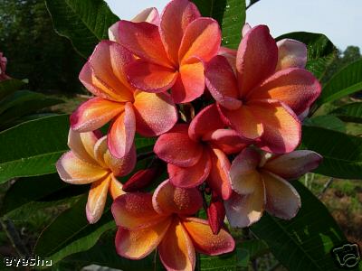 Plumeria - Penang Peach