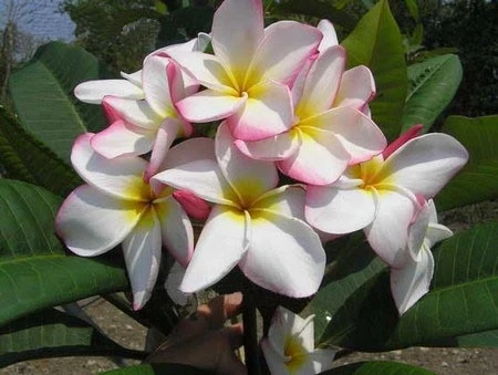 Plumeria -  Rainbow Cup