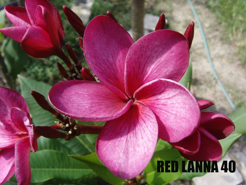 Plumeria - Red Lanna