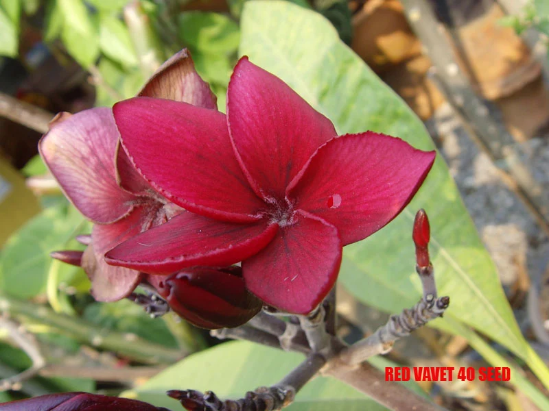 Plumeria - Red Vavet