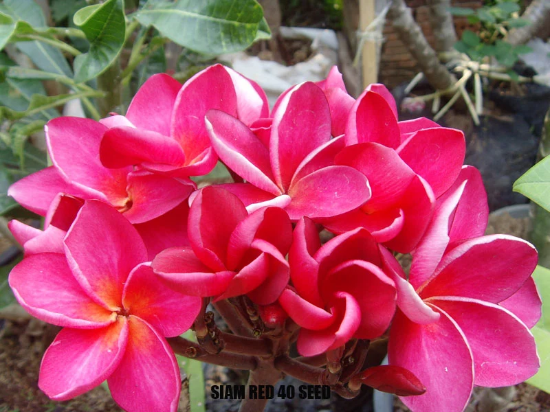 Plumeria - Siam Red