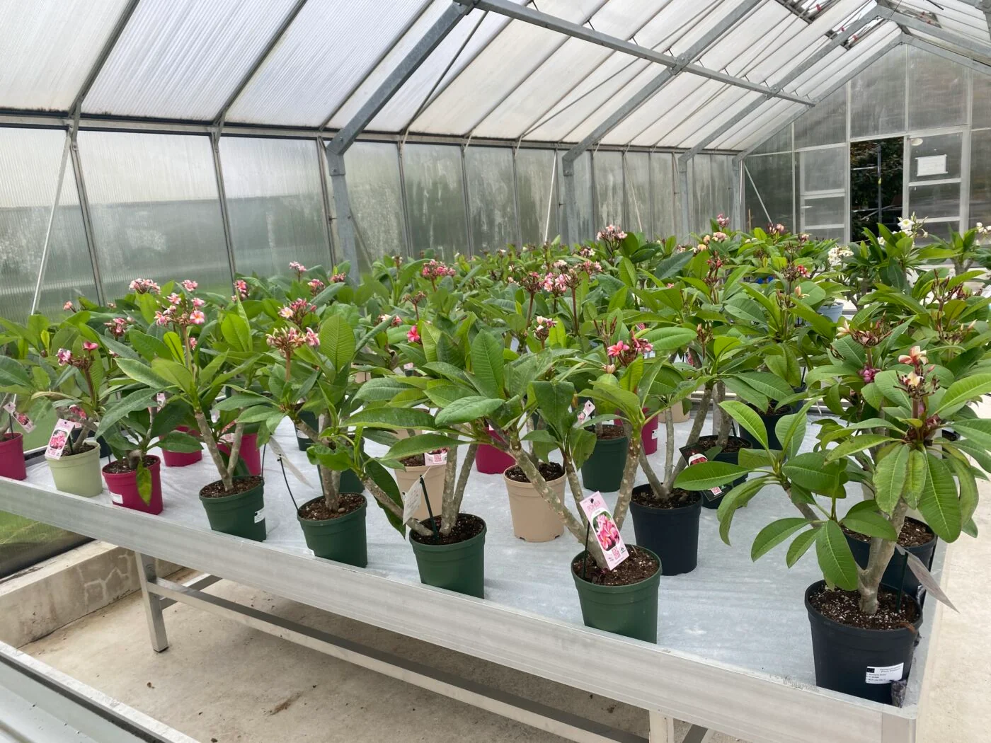 Plumeria - Temptation - PLANTE! - Image 2