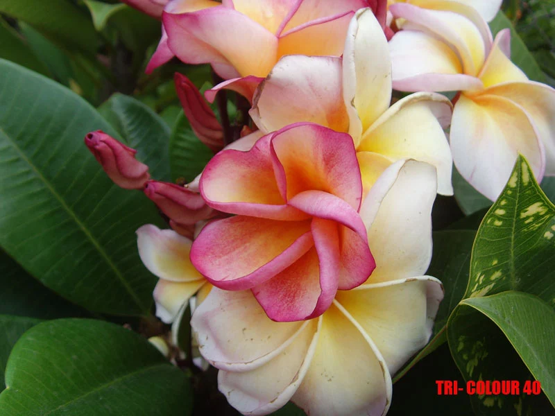 Plumeria -  Tri-Colour