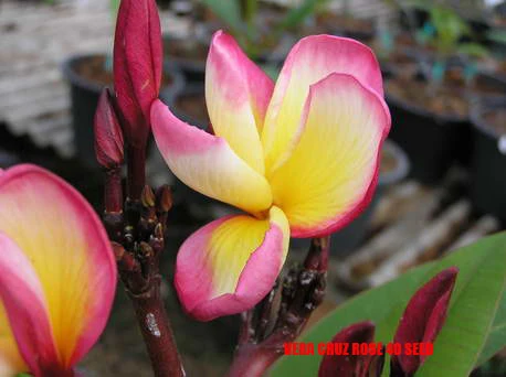 Plumeria - Vera Cruz Rose